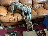 IMG_1710.JPG