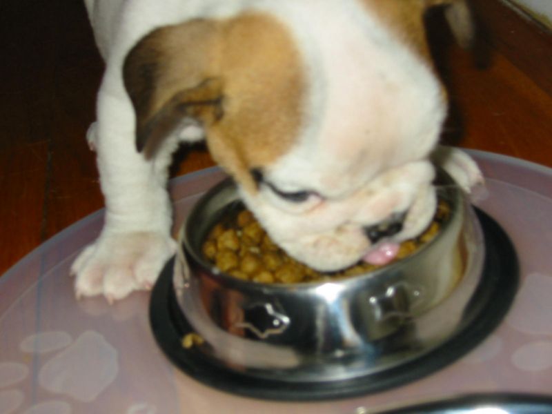 Tuffy'sFirstNightHome006