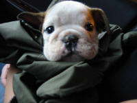 Tuffy'sFirstNightHome5