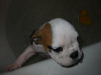 TuffyBathTime10-03 004