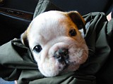 Tuffy'sFirstNightHome003.jpg