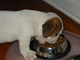 Tuffy'sFirstNightHome005.jpg