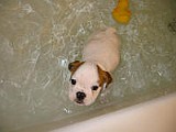 TuffyBathTime10-03 001.jpg